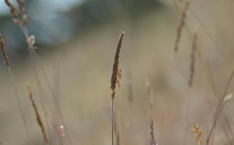 Corn field